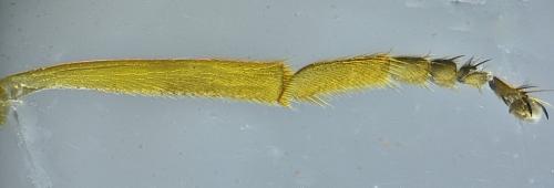 Melanostoma mellinum